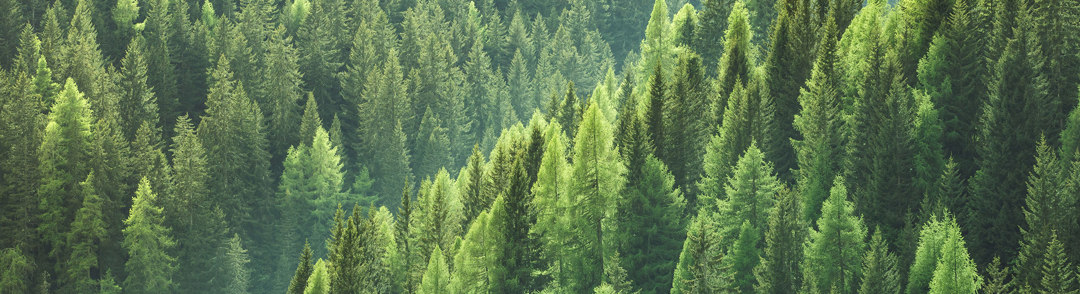 Trees in a forest